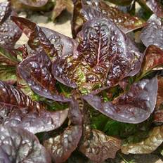 Økologiske Romainesalat frø 'Little Leprechaun' - 300 Økologiske Frø - Grøntsagsfrø