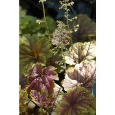 Alunrot - Heuchera hybr. Delta Dawn (Krukstorlek: 0,5-1L)