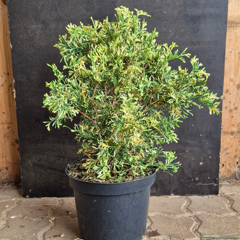 Thuja (Thuja occidentalis 'Heartland Snow') 30-50 cm