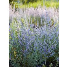Perovskia 'Blue Spire' (himmelspira)