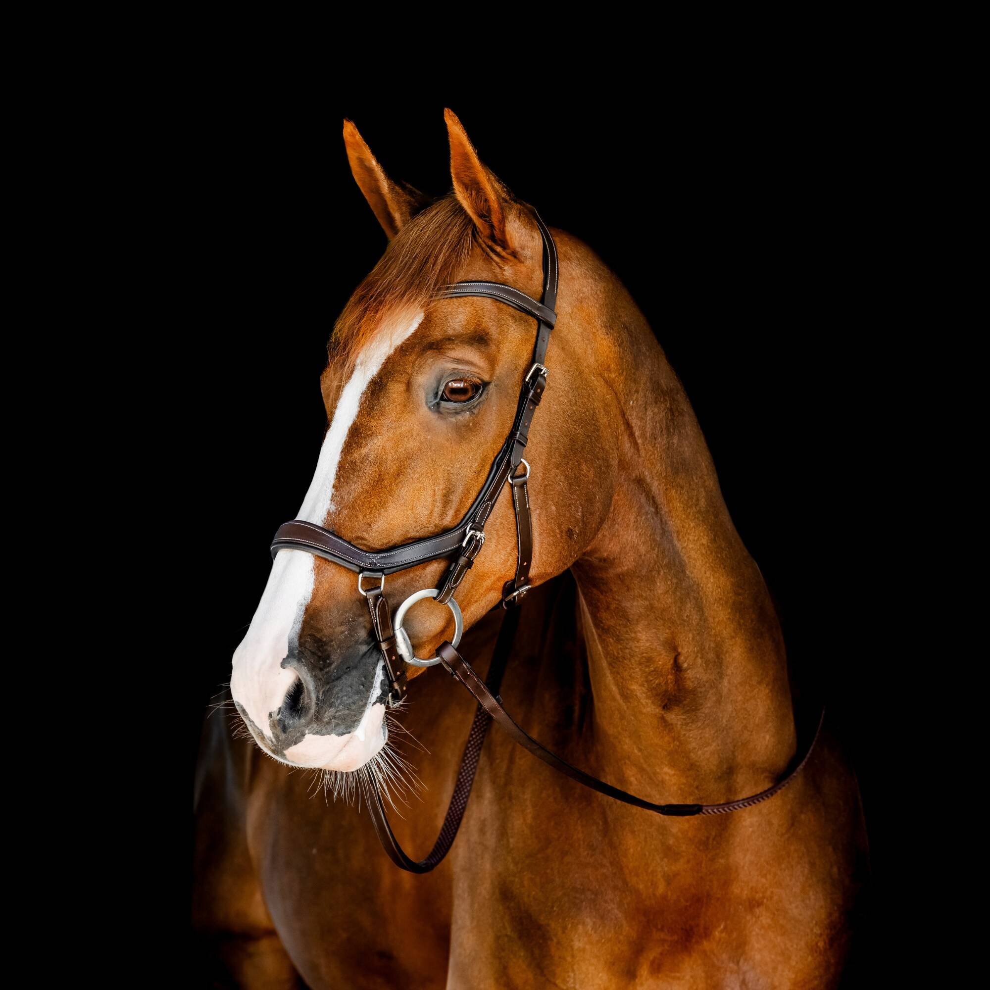 Träns Rambo Micklem Competition - Dark Havanna, Horseware