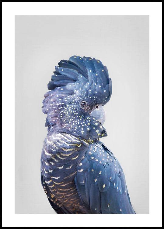 Black Cockatoo (30x40cm) - Plakater > Fotografiska Posters, Djur Posters, Natur Posters, BD, LANGFIX