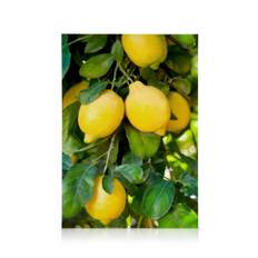 Canvastavlor Fresh Lemons Canvastavla (50x70 cm - Ekram)