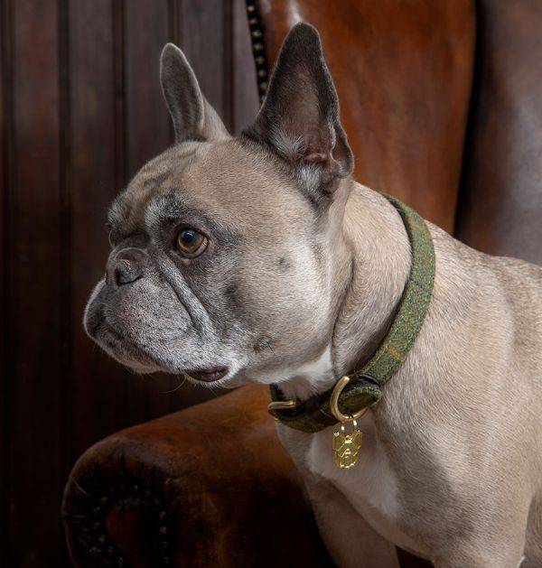 Digby & Fox Hundhalsband Tweed - M - 38-46 cm
