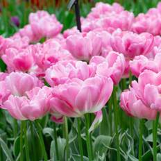 Tulipan 'Beth Hart' - 5 stk