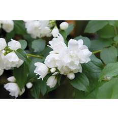 Kameliaschersmin OMNIA GARDEN Philadelphus (Virginalis-Gruppen) 'Snowbelle'