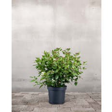 Vintersnebolle, Viburnum tinus - 40-60 cm