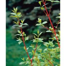 Häck Korallkornell 50-80Cm 10-Pack Barrot