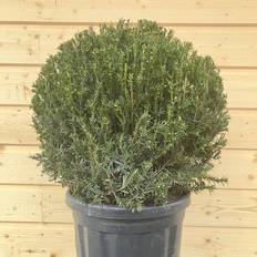 Hybrididegran Klot (Storlek: Klot 45 C)