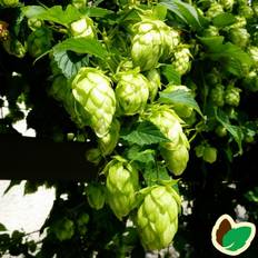 Humle Prima Donna ( Hunplante ) - Humulus lupulus Prima Donna