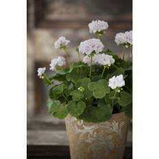 Kongelig Pelargonie, Pelargonium Royal, Ø12 cm (På lager i butik)