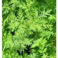 Artemisia annua – Kinesisk Malurt – Sweet Annie Øko