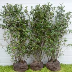 Aronia melanocarpa - Færdighæk - højde: 150 cm. - Surbær