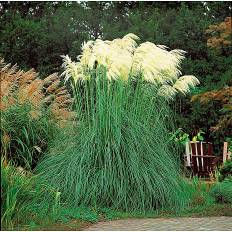 Pampasgræs, Cortaderia Selloana, 23 cm potte. (På lager i butik)