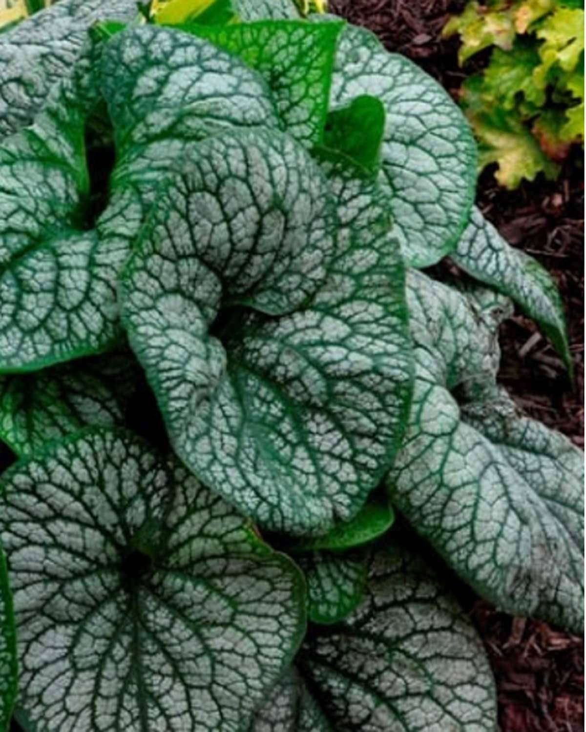 Kærmindesøster, Brunnera macrophylla 'Jack of Diamonds' - 13 cm potte