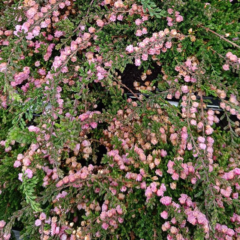 Efterårslyng (Calluna vulgaris 'Red Favorit')