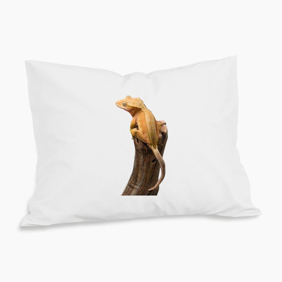 Ögonfransgecko Örngott