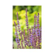 Skogssalvia OMNIA GARDEN Salvia sylvestris (nemorosa) 'Blaukönigin' 15-pack