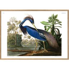 The Dybdahl Co. Plakat Louisiana Heron - 70x100 cm