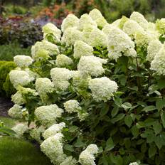 Syrénhortensia (Storlek: 30-40 C3)
