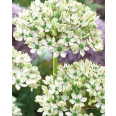 Prydløg, Allium 'Nigrum' - 3 stk blomsterløg