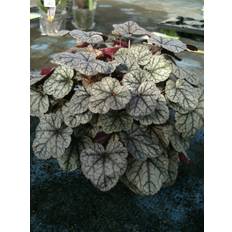 Alunrot - Heuchera hybr. Sugar Frosting ® (Krukstorlek: 0,5-1L)