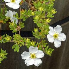 Potentilla �Abbotswood� - Barrods h�kplante