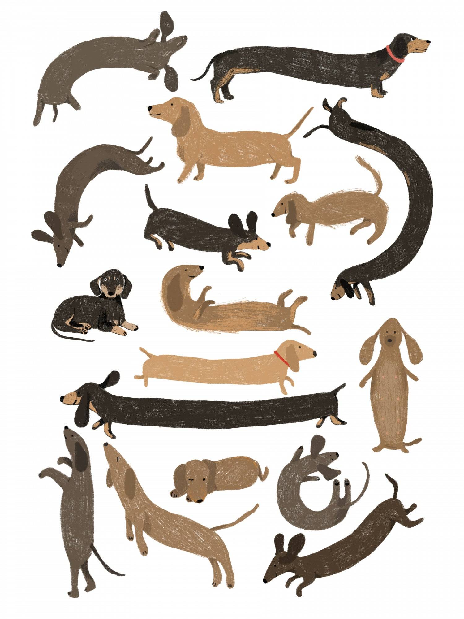 Dachshund Print Poster och Canvastavla - Poster / 21x30 cm