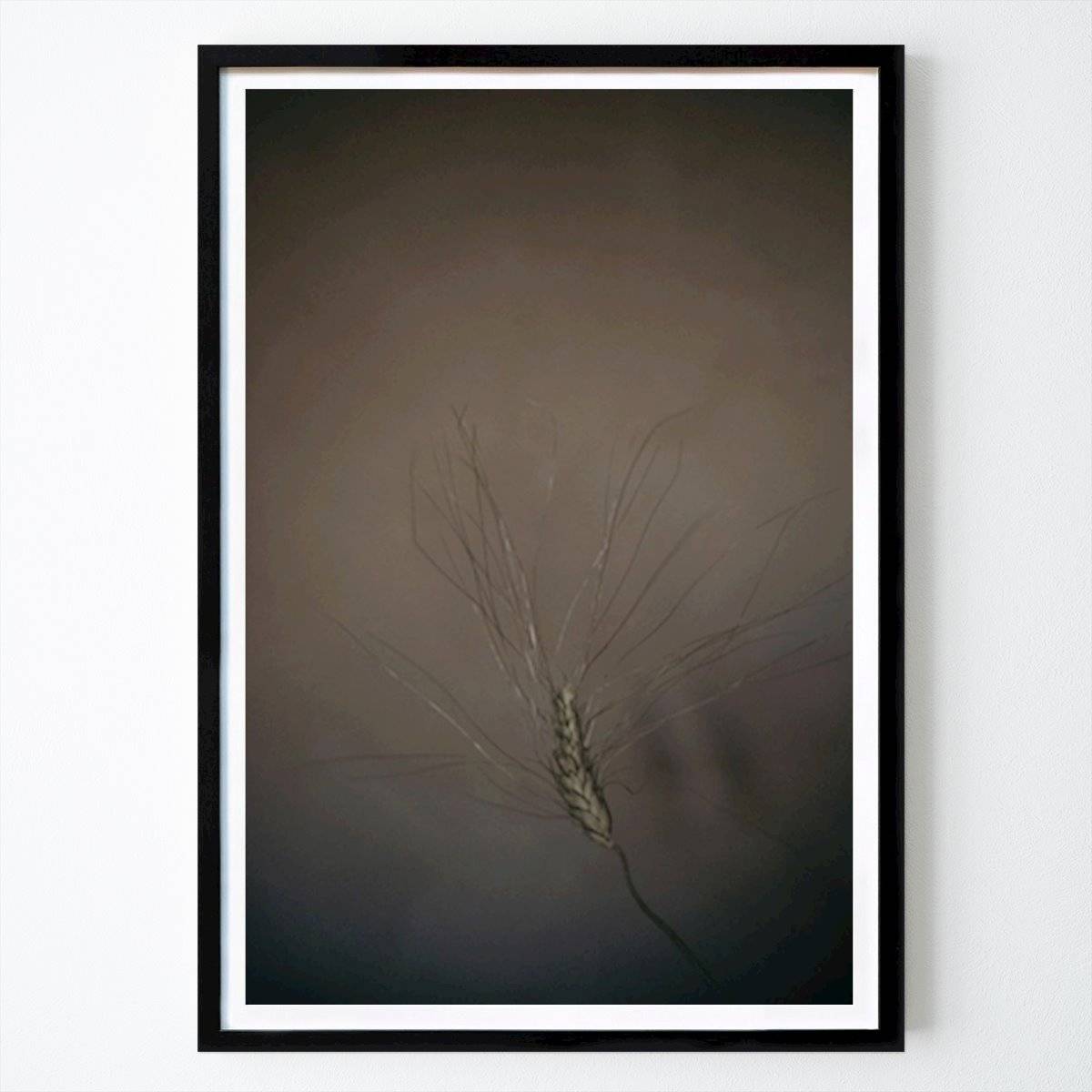 Botanisk Poster: Hordeum vulgare av Evelina Lind