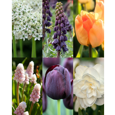 Greenify Luksus Blomsterløg Mix - 34 stk