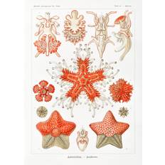 Bildreproduktion Asteridea–Seesterne (1904), Ernst Haeckel, 30 × 40 cm