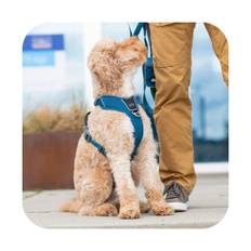 Dog Copenhagen Comfort Walk Pro Hundesele Blå - New Design - XL