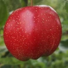 Æbletræ Summerred - Lav stammet