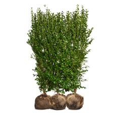 Nordic Gardens færdig ligusterhæk - "Liga" - 170 cm