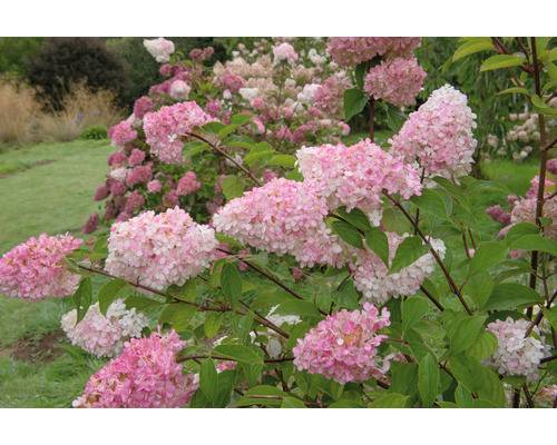 Vipphortensia OMNIA GARDEN Hydrangea paniculataVanille-Fraise('Renhy'PBR)