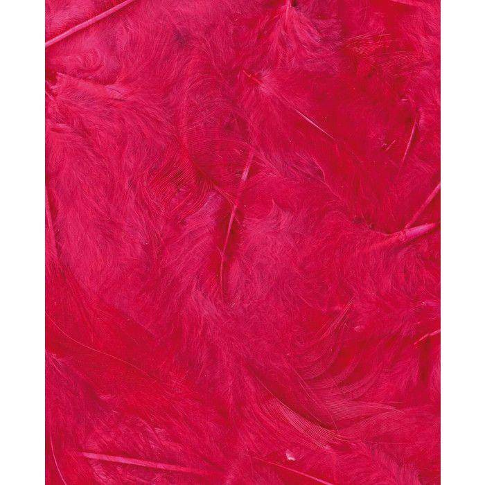FUCHSIA FEATHERS - 12 CM