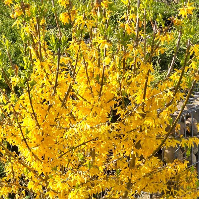 Forsythia Nimbus - Forsythia intermedia Nimbus.