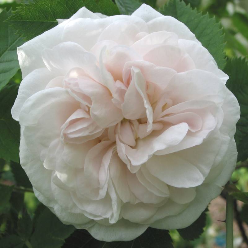 Rose Maxima - Park Rose / Barrods.