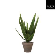 Aloe Vera 30 cm høj