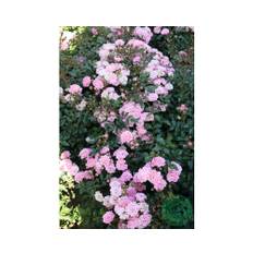 Ros OMNIA GARDEN Rosa 'The Fairy' (Polyantha-Gruppen) 10-pack