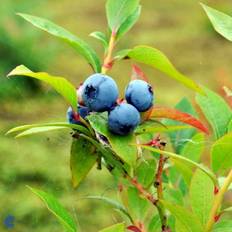 Storfrugtet Blåbær 'Blue Crop'