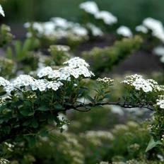 Snedrivebusk (Spiraea nip. 'Snowmound') Færdighæk 125 cm