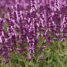 Stäppsalvia (Krukstorlek: 0,5-1L)