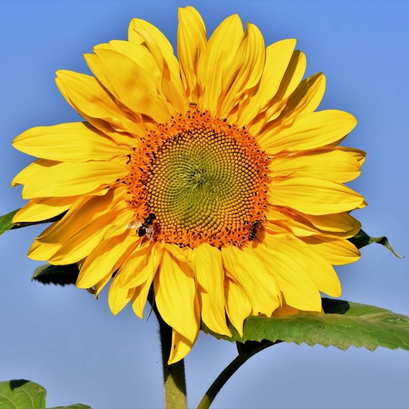 Solsikkefrø, Giganteus 250g.
