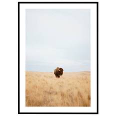 Plakat Bison på græsslette