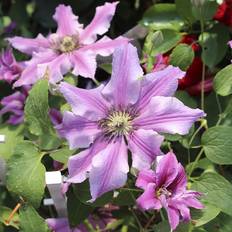 Klematis Boulevard (Clematis 'Ooh La La') 60-100 cm