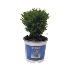Tuja FLORASELF Thuja occidentalis Teddy 5-10xØ10cm