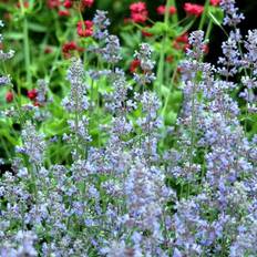 Blåkant/ katteurt (Nepeta faassenii 'Six Hills Giant')