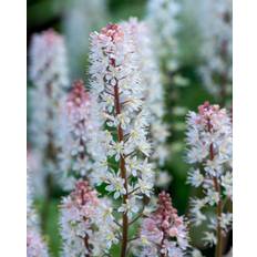 Skumblomst, Tiarella 'Sugar and Spice' - 17 cm potte