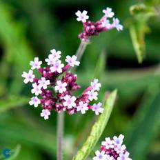 Kæmpe Verbena (Verbena bonariensis 'Lollipop') Potte 9 cm